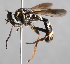  ( - CNC Diptera 229704)  @14 [ ] CreativeCommons - Attribution Non-Commercial Share-Alike (2014) Jeffrey H. Skevington Agriculture and Agri-Food Canada