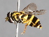 ( - CNC Diptera 229718)  @11 [ ] CreativeCommons - Attribution Non-Commercial Share-Alike (2014) Jeffrey H. Skevington Agriculture and Agri-Food Canada
