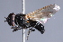  (Cheilosia convexifrons - CNC Diptera 229791)  @11 [ ] CreativeCommons - Attribution Non-Commercial Share-Alike (2014) Jeffrey H. Skevington Agriculture and Agri-Food Canada