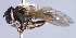  ( - CNC Diptera 229872)  @12 [ ] CreativeCommons - Attribution Non-Commercial Share-Alike (2014) Jeffrey H. Skevington Agriculture and Agri-Food Canada
