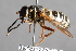  ( - CNC Diptera 229964)  @11 [ ] CreativeCommons - Attribution Non-Commercial Share-Alike (2014) Jeffrey H. Skevington Agriculture and Agri-Food Canada