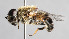  ( - Jeff Skevington Specimen 30002)  @14 [ ] CreativeCommons - Attribution Non-Commercial Share-Alike (2014) Jeffrey H. Skevington Agriculture and Agri-Food Canada