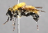  (Mallota megilliformis - Jeff Skevington Specimen 30020)  @14 [ ] CreativeCommons - Attribution Non-Commercial Share-Alike (2014) Jeffrey H. Skevington Agriculture and Agri-Food Canada