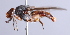  ( - Jeff Skevington Specimen 30340)  @11 [ ] CreativeCommons - Attribution Non-Commercial Share-Alike (2014) Jeffrey H. Skevington Agriculture and Agri-Food Canada
