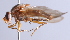  ( - Jeff Skevington Specimen 30342)  @13 [ ] CreativeCommons - Attribution Non-Commercial Share-Alike (2014) Jeffrey H. Skevington Agriculture and Agri-Food Canada