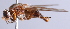  ( - Jeff Skevington Specimen 30343)  @13 [ ] CreativeCommons - Attribution Non-Commercial Share-Alike (2014) Jeffrey H. Skevington Agriculture and Agri-Food Canada
