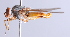  ( - Jeff Skevington Specimen 30344)  @13 [ ] CreativeCommons - Attribution Non-Commercial Share-Alike (2014) Jeffrey H. Skevington Agriculture and Agri-Food Canada