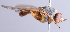  ( - Jeff Skevington Specimen 30345)  @12 [ ] CreativeCommons - Attribution Non-Commercial Share-Alike (2014) Jeffrey H. Skevington Agriculture and Agri-Food Canada