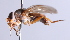  ( - Jeff Skevington Specimen 30346)  @11 [ ] CreativeCommons - Attribution Non-Commercial Share-Alike (2014) Jeffrey H. Skevington Agriculture and Agri-Food Canada