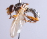  ( - Jeff Skevington Specimen 30347)  @13 [ ] CreativeCommons - Attribution Non-Commercial Share-Alike (2014) Jeffrey H. Skevington Agriculture and Agri-Food Canada