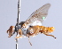  ( - Jeff Skevington Specimen 30348)  @11 [ ] CreativeCommons - Attribution Non-Commercial Share-Alike (2014) Jeffrey H. Skevington Agriculture and Agri-Food Canada