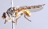  ( - Jeff Skevington Specimen 30349)  @13 [ ] CreativeCommons - Attribution Non-Commercial Share-Alike (2014) Jeffrey H. Skevington Agriculture and Agri-Food Canada
