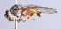  ( - Jeff Skevington Specimen 30350)  @13 [ ] CreativeCommons - Attribution Non-Commercial Share-Alike (2014) Jeffrey H. Skevington Agriculture and Agri-Food Canada