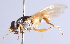  ( - Jeff Skevington Specimen 30352)  @11 [ ] CreativeCommons - Attribution Non-Commercial Share-Alike (2014) Jeffrey H. Skevington Agriculture and Agri-Food Canada