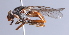  ( - Jeff Skevington Specimen 30355)  @13 [ ] CreativeCommons - Attribution Non-Commercial Share-Alike (2014) Jeffrey H. Skevington Agriculture and Agri-Food Canada