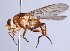  ( - Jeff Skevington Specimen 30358)  @11 [ ] CreativeCommons - Attribution Non-Commercial Share-Alike (2014) Jeffrey H. Skevington Agriculture and Agri-Food Canada