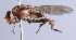  ( - Jeff Skevington Specimen 30361)  @13 [ ] CreativeCommons - Attribution Non-Commercial Share-Alike (2014) Jeffrey H. Skevington Agriculture and Agri-Food Canada