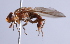  ( - Jeff Skevington Specimen 30362)  @13 [ ] CreativeCommons - Attribution Non-Commercial Share-Alike (2014) Jeffrey H. Skevington Agriculture and Agri-Food Canada