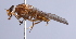  ( - Jeff Skevington Specimen 30363)  @13 [ ] CreativeCommons - Attribution Non-Commercial Share-Alike (2014) Jeffrey H. Skevington Agriculture and Agri-Food Canada