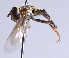  ( - Jeff Skevington Specimen 30368)  @12 [ ] CreativeCommons - Attribution Non-Commercial Share-Alike (2014) Jeffrey H. Skevington Agriculture and Agri-Food Canada
