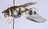  ( - Jeff Skevington Specimen 30369)  @13 [ ] CreativeCommons - Attribution Non-Commercial Share-Alike (2014) Jeffrey H. Skevington Agriculture and Agri-Food Canada