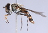  ( - Jeff Skevington Specimen 30371)  @12 [ ] CreativeCommons - Attribution Non-Commercial Share-Alike (2014) Jeffrey H. Skevington Agriculture and Agri-Food Canada