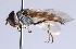  ( - Jeff Skevington Specimen 30372)  @13 [ ] CreativeCommons - Attribution Non-Commercial Share-Alike (2014) Jeffrey H. Skevington Agriculture and Agri-Food Canada