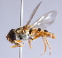  ( - Jeff Skevington Specimen 30378)  @13 [ ] CreativeCommons - Attribution Non-Commercial Share-Alike (2014) Jeffrey H. Skevington Agriculture and Agri-Food Canada