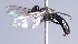  ( - Jeff Skevington Specimen 30379)  @12 [ ] CreativeCommons - Attribution Non-Commercial Share-Alike (2014) Jeffrey H. Skevington Agriculture and Agri-Food Canada