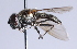  ( - Jeff Skevington Specimen 30382)  @13 [ ] CreativeCommons - Attribution Non-Commercial Share-Alike (2014) Jeffrey H. Skevington Agriculture and Agri-Food Canada
