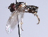  ( - Jeff Skevington Specimen 30384)  @12 [ ] CreativeCommons - Attribution Non-Commercial Share-Alike (2014) Jeffrey H. Skevington Agriculture and Agri-Food Canada