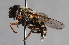  ( - Jeff Skevington Specimen 30387)  @13 [ ] CreativeCommons - Attribution Non-Commercial Share-Alike (2014) Jeffrey H. Skevington Agriculture and Agri-Food Canada