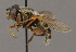  ( - Jeff Skevington Specimen 30388)  @13 [ ] CreativeCommons - Attribution Non-Commercial Share-Alike (2014) Jeffrey H. Skevington Agriculture and Agri-Food Canada