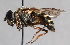  ( - Jeff Skevington Specimen 30389)  @13 [ ] CreativeCommons - Attribution Non-Commercial Share-Alike (2014) Jeffrey H. Skevington Agriculture and Agri-Food Canada