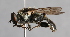  ( - Jeff Skevington Specimen 30391)  @14 [ ] CreativeCommons - Attribution Non-Commercial Share-Alike (2014) Jeffrey H. Skevington Agriculture and Agri-Food Canada