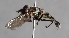  ( - Jeff Skevington Specimen 30393)  @12 [ ] CreativeCommons - Attribution Non-Commercial Share-Alike (2014) Jeffrey H. Skevington Agriculture and Agri-Food Canada
