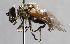  ( - Jeff Skevington Specimen 30395)  @13 [ ] CreativeCommons - Attribution Non-Commercial Share-Alike (2014) Jeffrey H. Skevington Agriculture and Agri-Food Canada