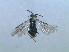  ( - bf-sym-00021)  @12 [ ] CreativeCommons - Attribution Non-Commercial Share-Alike (2012) Ole Lonnve BioFokus