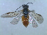  ( - bf-sym-00035)  @12 [ ] CreativeCommons - Attribution Non-Commercial Share-Alike (2012) Ole Lonnve BioFokus