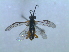  ( - bf-sym-00036)  @12 [ ] CreativeCommons - Attribution Non-Commercial Share-Alike (2012) Ole Lonnve BioFokus