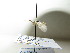  ( - bf-sym-00220)  @11 [ ] CreativeCommons - Attribution Share-Alike (2017) Lønnve, O.J BioFokus