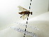  ( - bf-sym-00258)  @12 [ ] CreativeCommons - Attribution Share-Alike (2017) Lønnve, O.J BioFokus