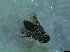  ( - bf-sym-00297)  @12 [ ] CreativeCommons - Attribution Share-Alike (2017) Lønnve, O.J BioFokus