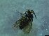  ( - bf-sym-00298)  @12 [ ] CreativeCommons - Attribution Share-Alike (2017) Lønnve, O.J BioFokus