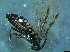  ( - bf-sym-00326)  @12 [ ] CreativeCommons - Attribution Share-Alike (2017) Lønnve, O.J BioFokus