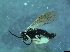  ( - bf-sym-00339)  @12 [ ] CreativeCommons - Attribution Share-Alike (2017) Lønnve, O.J BioFokus