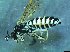  ( - bf-sym-00340)  @12 [ ] CreativeCommons - Attribution Share-Alike (2017) Lønnve, O.J BioFokus
