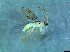  ( - bf-sym-00345)  @12 [ ] CreativeCommons - Attribution Share-Alike (2017) Lønnve, O.J BioFokus