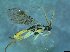  ( - bf-sym-00348)  @11 [ ] CreativeCommons - Attribution Share-Alike (2017) Lønnve, O.J BioFokus
