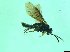 ( - bf-sym-00358)  @12 [ ] CreativeCommons - Attribution Share-Alike (2017) Lønnve, O.J BioFokus